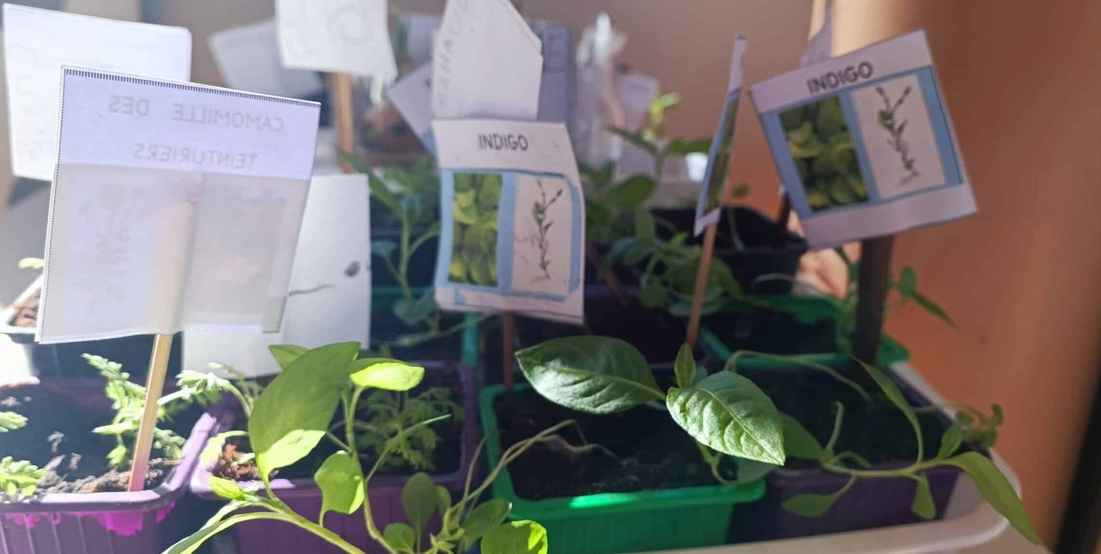 Pédagogie et couleur naturelle