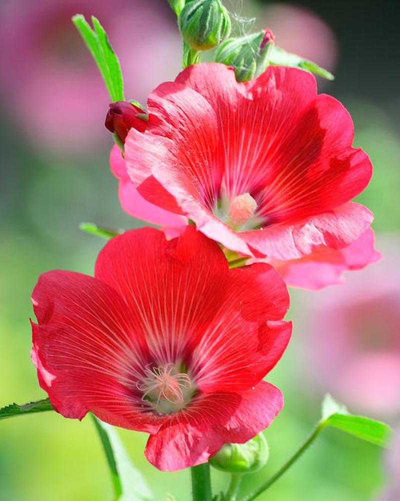 nuancier Alizarine teinture naturelle végétale (11)