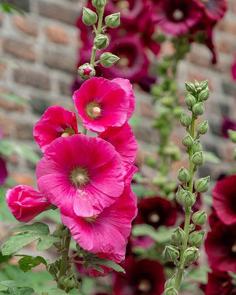 nuancier Alizarine teinture naturelle végétale (12)