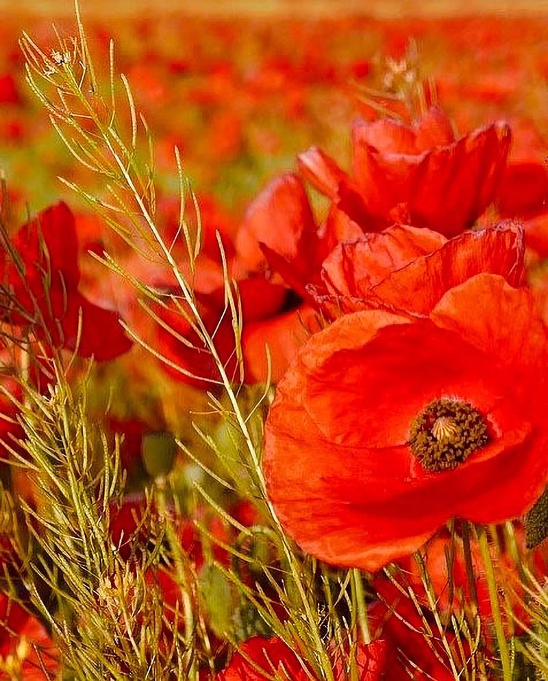 nuancier Alizarine teinture naturelle végétale (16)