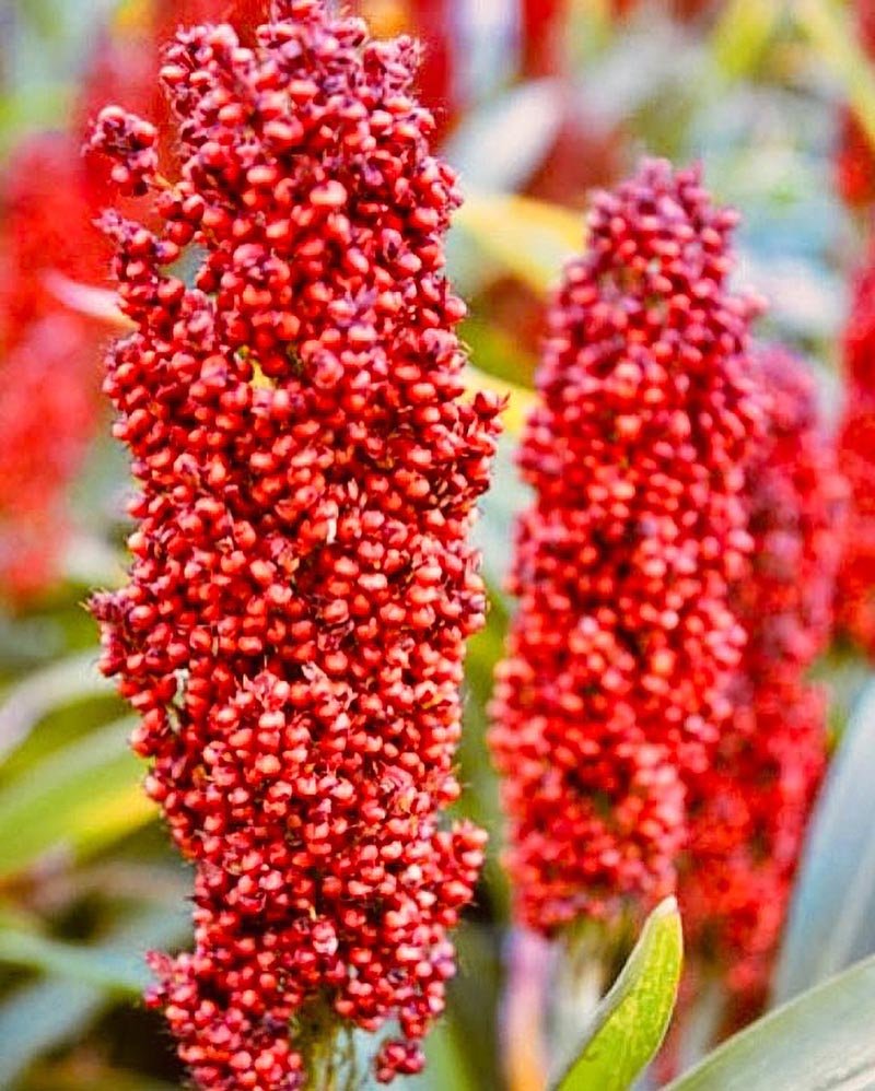 nuancier Alizarine teinture naturelle végétale (17)