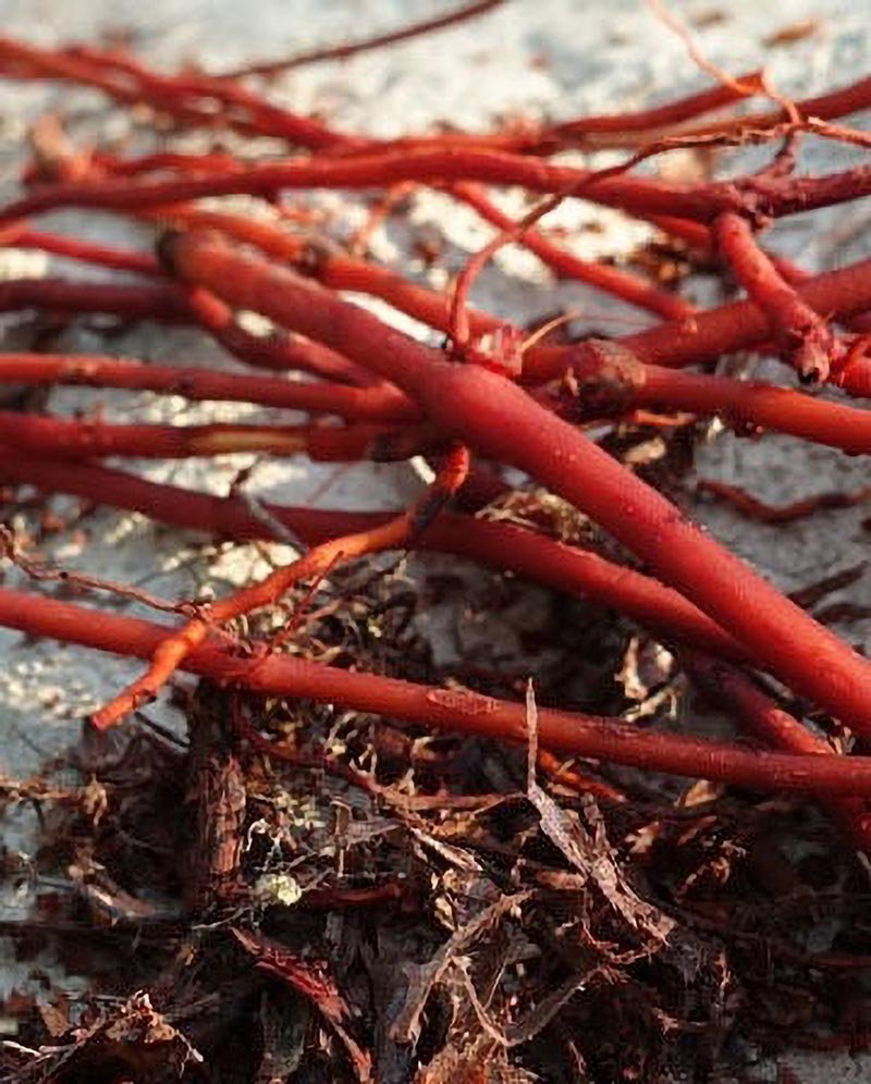 nuancier Alizarine teinture naturelle végétale (18)