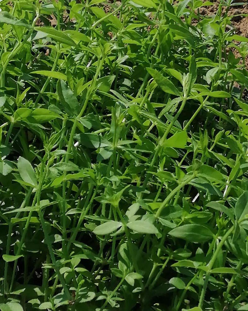 nuancier Alizarine teinture naturelle végétale (29)