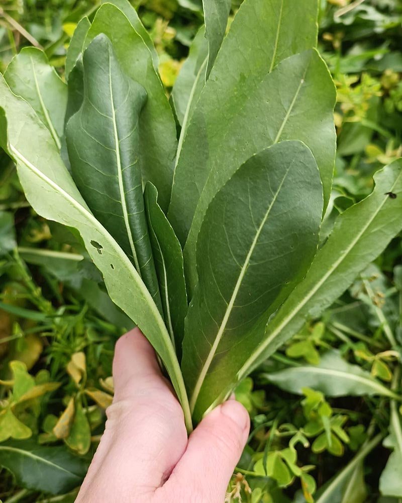 nuancier Alizarine teinture naturelle végétale (30)