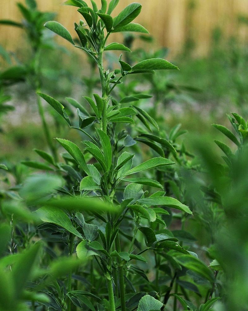 nuancier Alizarine teinture naturelle végétale (31)