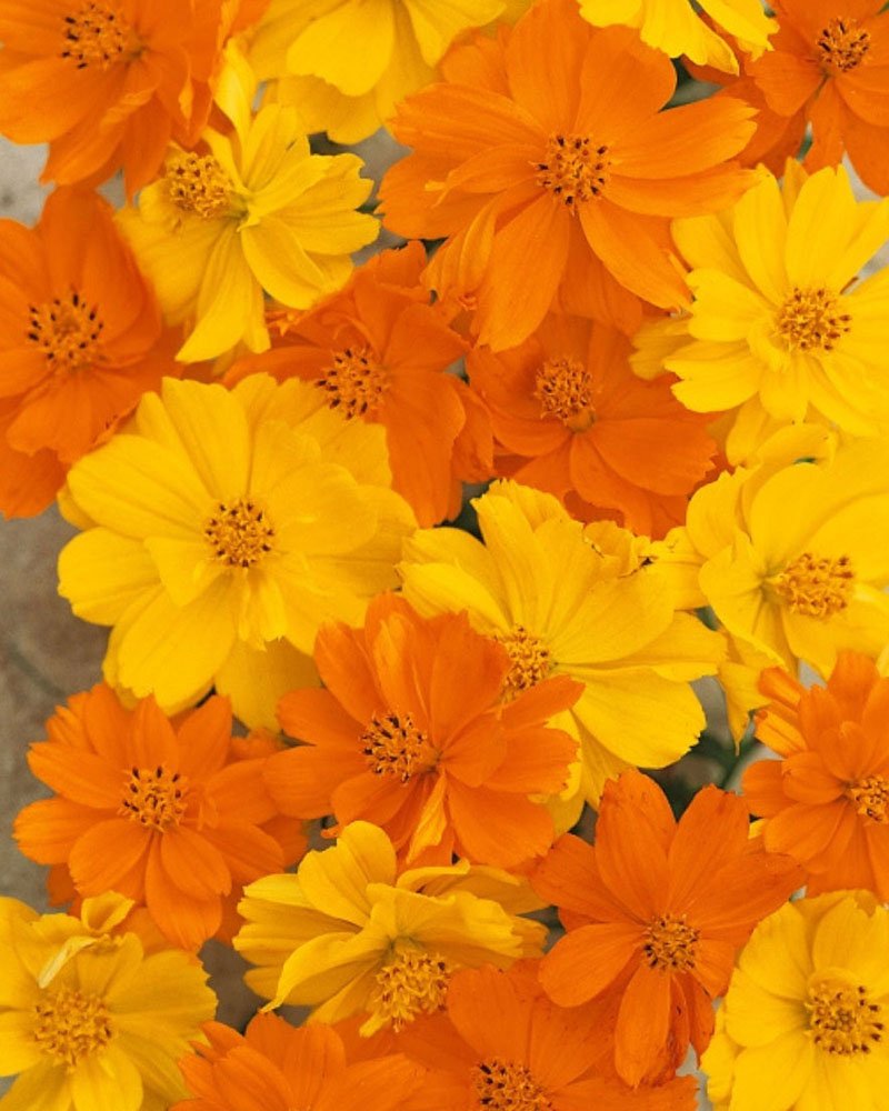 Copie de Sans titre - 2